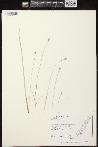 Carex peckii image