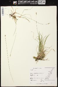 Carex peckii image