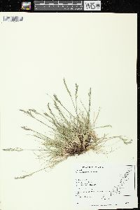 Festuca saximontana image