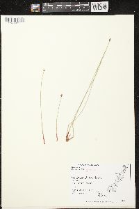 Eleocharis elliptica image