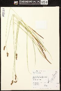 Carex diandra image