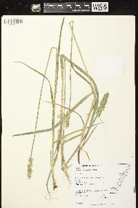 Carex stipata var. stipata image