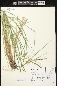 Carex tuckermanii image