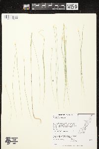 Trichophorum alpinum image