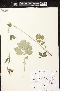 Geum rivale image