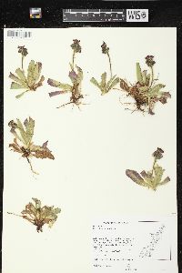 Hieracium aurantiacum image