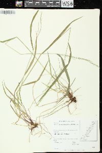 Festuca subverticillata image