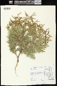 Thuja occidentalis image