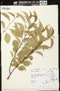 Prunus pensylvanica image