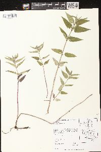 Monarda fistulosa subsp. fistulosa image