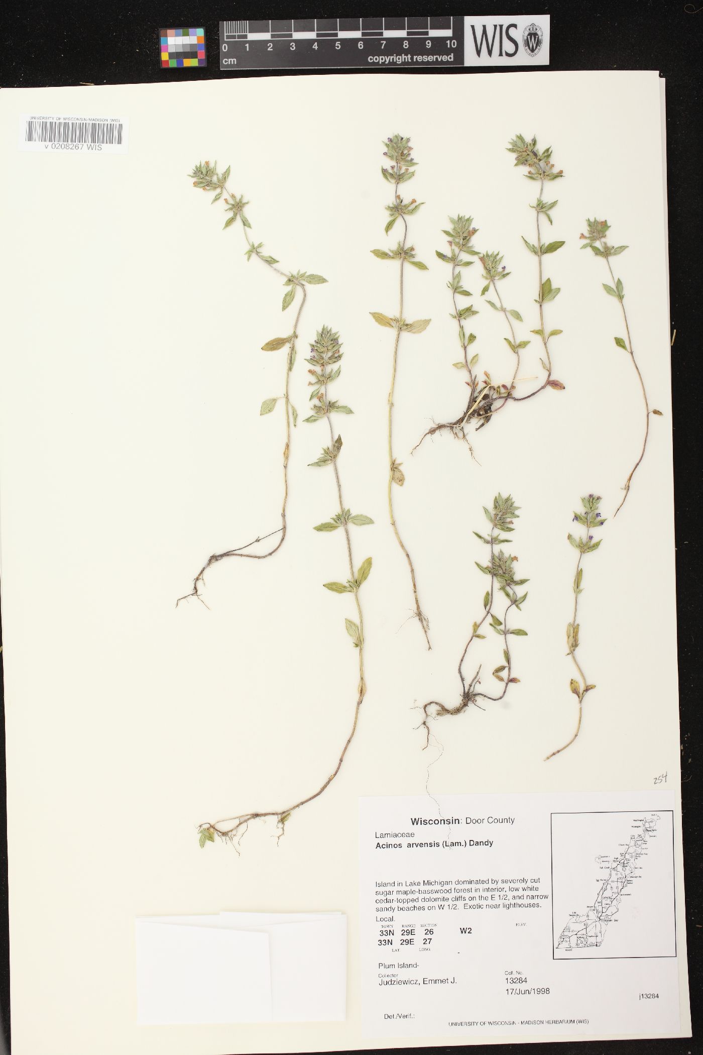 Acinos arvensis image