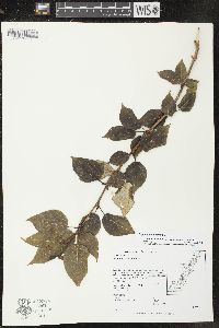 Populus balsamifera image