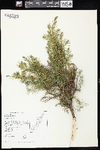 Juniperus communis var. depressa image