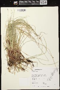 Carex peckii image