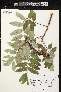 Sorbus decora image