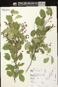 Amelanchier sanguinea image