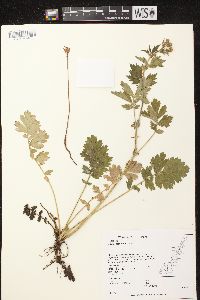 Geum aleppicum image