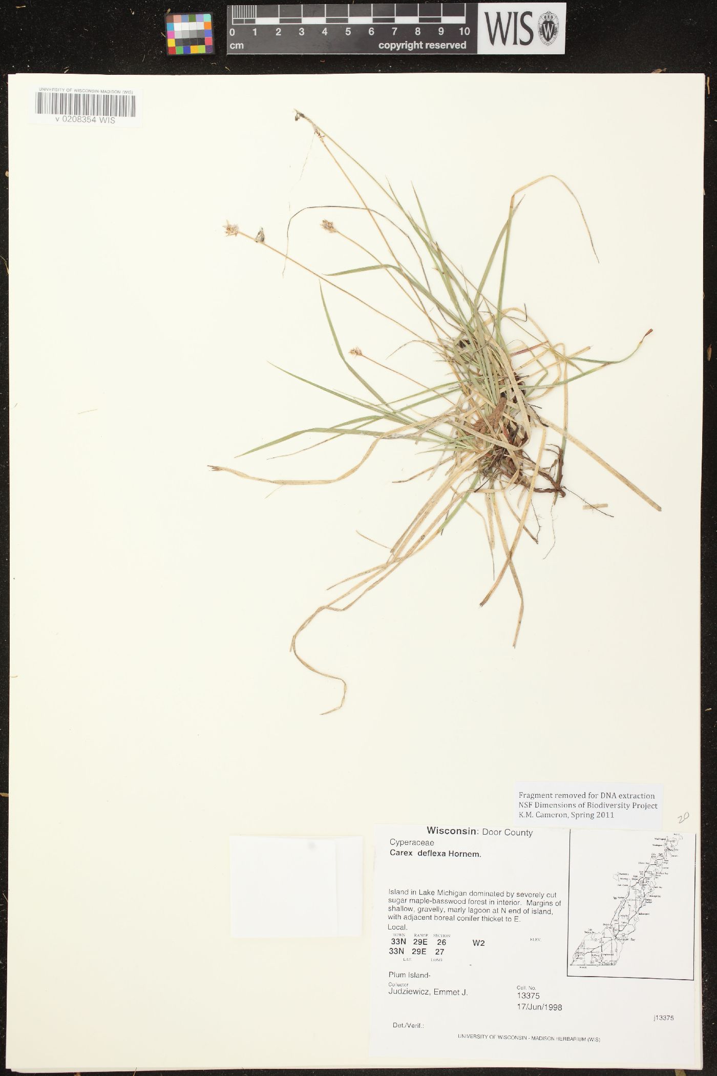 Carex deflexa var. deflexa image