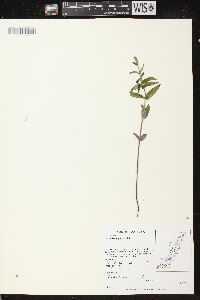 Scutellaria galericulata image