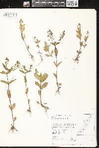 Veronica anagallis-aquatica image