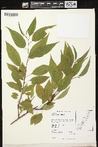 Prunus pensylvanica image