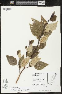 Populus balsamifera subsp. balsamifera image