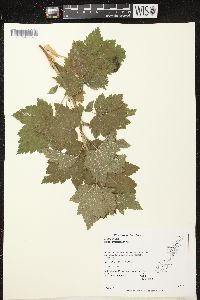 Ribes americanum image