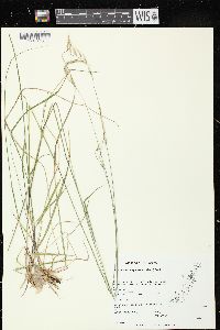 Schizachne purpurascens image