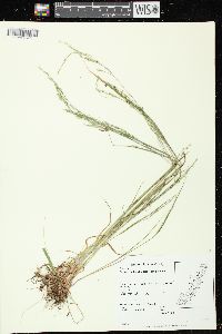 Festuca subverticillata image