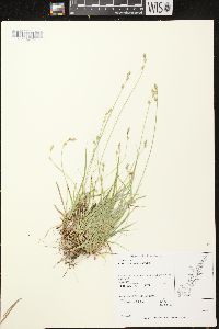 Carex deweyana var. deweyana image