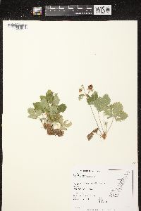 Fragaria vesca subsp. americana image