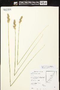 Carex stipata var. stipata image