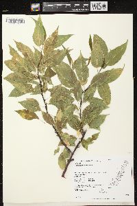 Prunus pensylvanica image