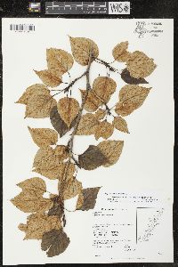 Populus balsamifera image