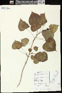 Populus deltoides subsp. monilifera image