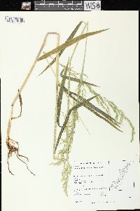 Cinna latifolia image