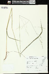 Festuca subverticillata image