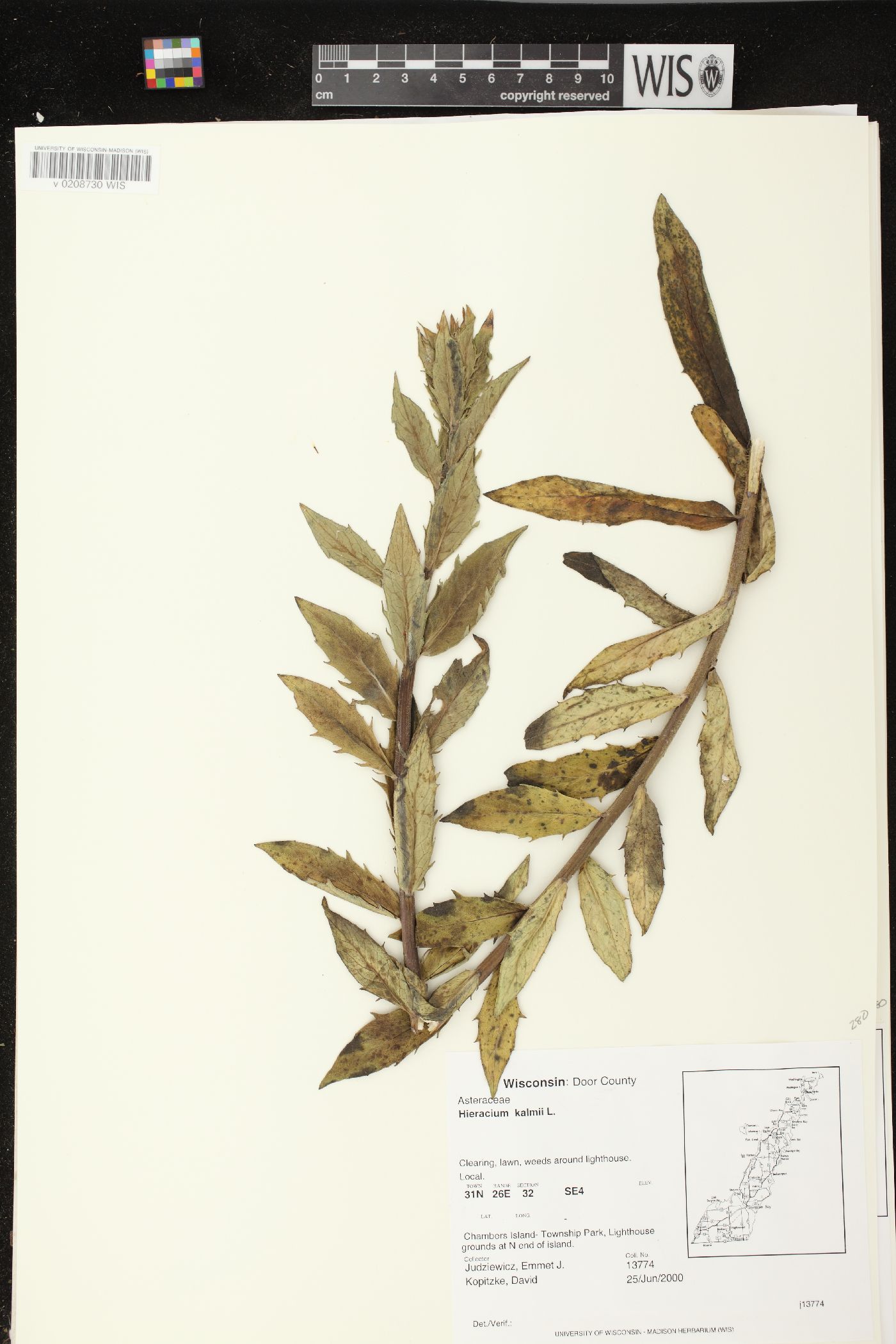 Hieracium kalmii image