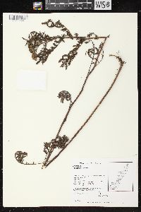 Tanacetum vulgare image