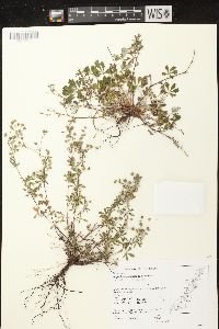 Potentilla argentea image