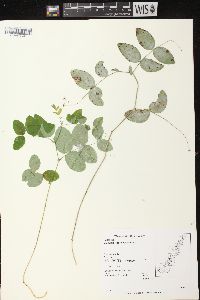 Lathyrus ochroleucus image