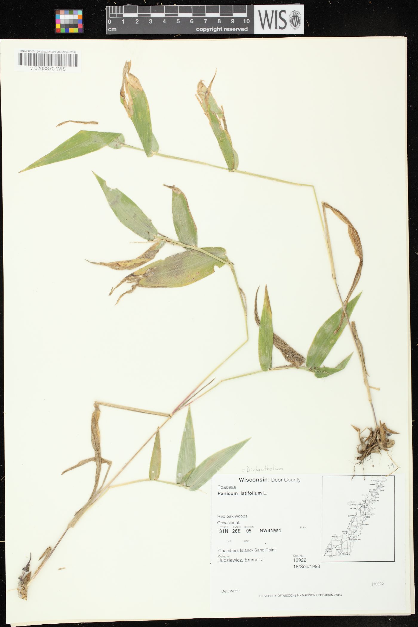 Dichanthelium latifolium image