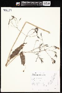 Osmorhiza claytonii image