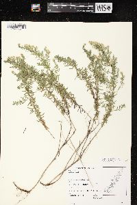 Symphyotrichum ericoides image