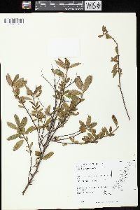 Ceanothus herbaceus image