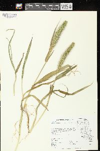 Setaria faberi image