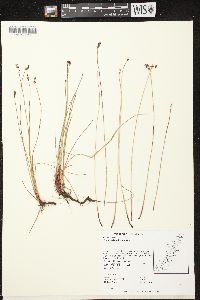 Eleocharis elliptica image