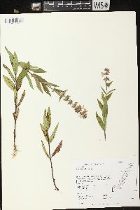 Stachys palustris image