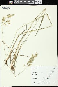 Bromus kalmii image