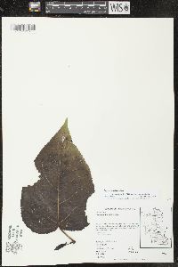 Populus balsamifera image